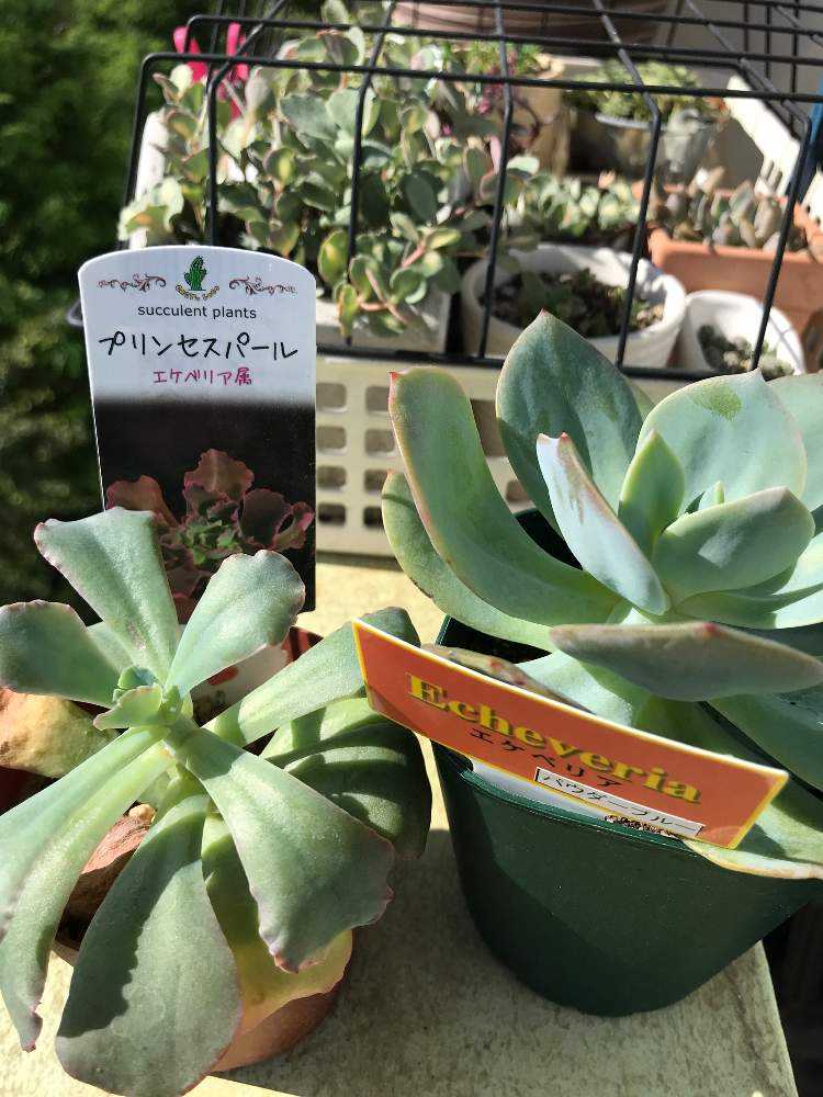 多肉植物 カット苗♡プリンセスパール大苗 多肉植物 カット苗
