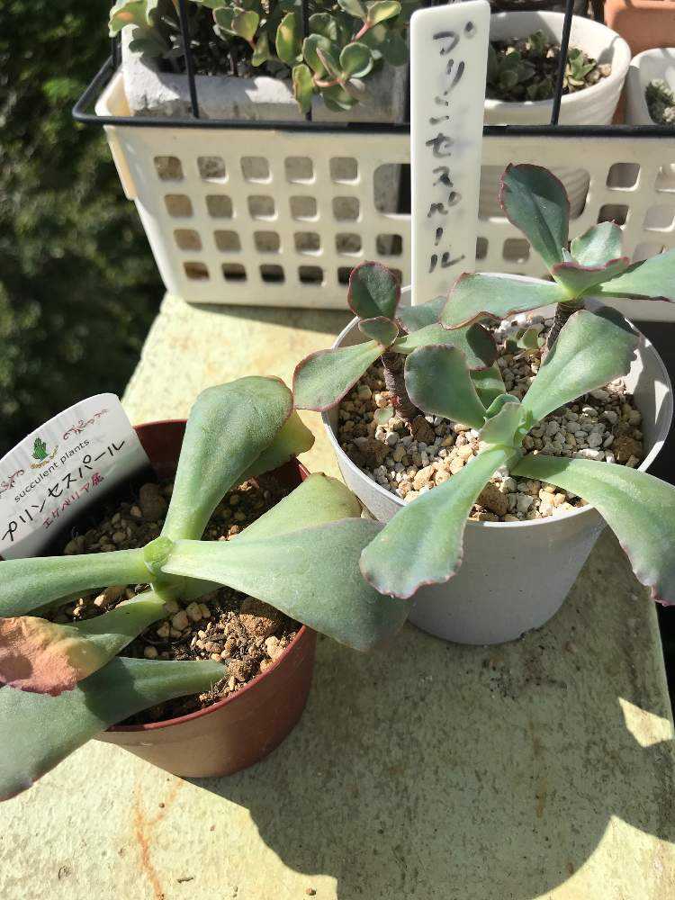 プリンセスパールカット苗ですが、チョビ根あり大苗