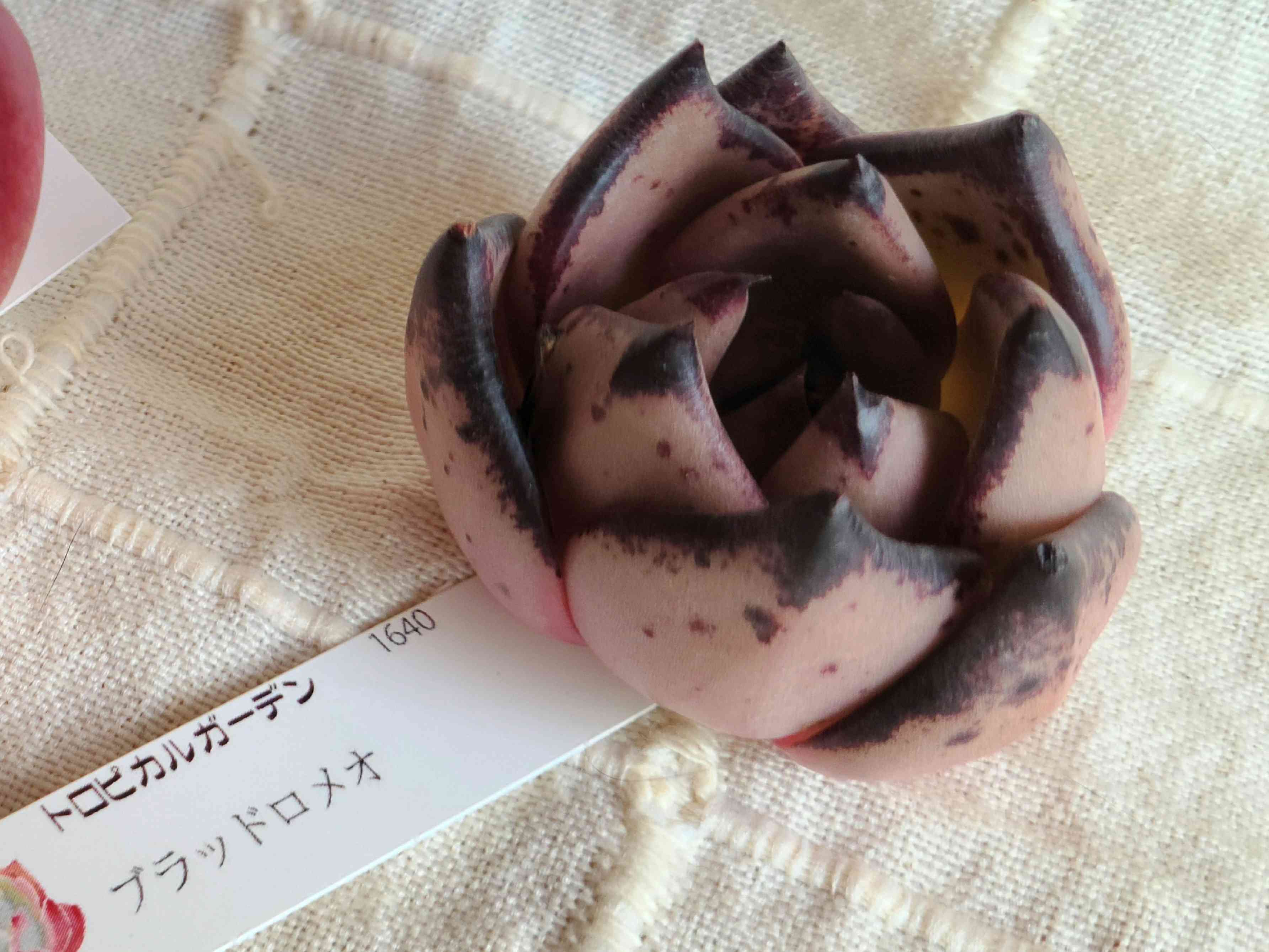 エケベリア22個 0924-K078 ブラッドロメオ 多肉植物 カット苗 寄植え