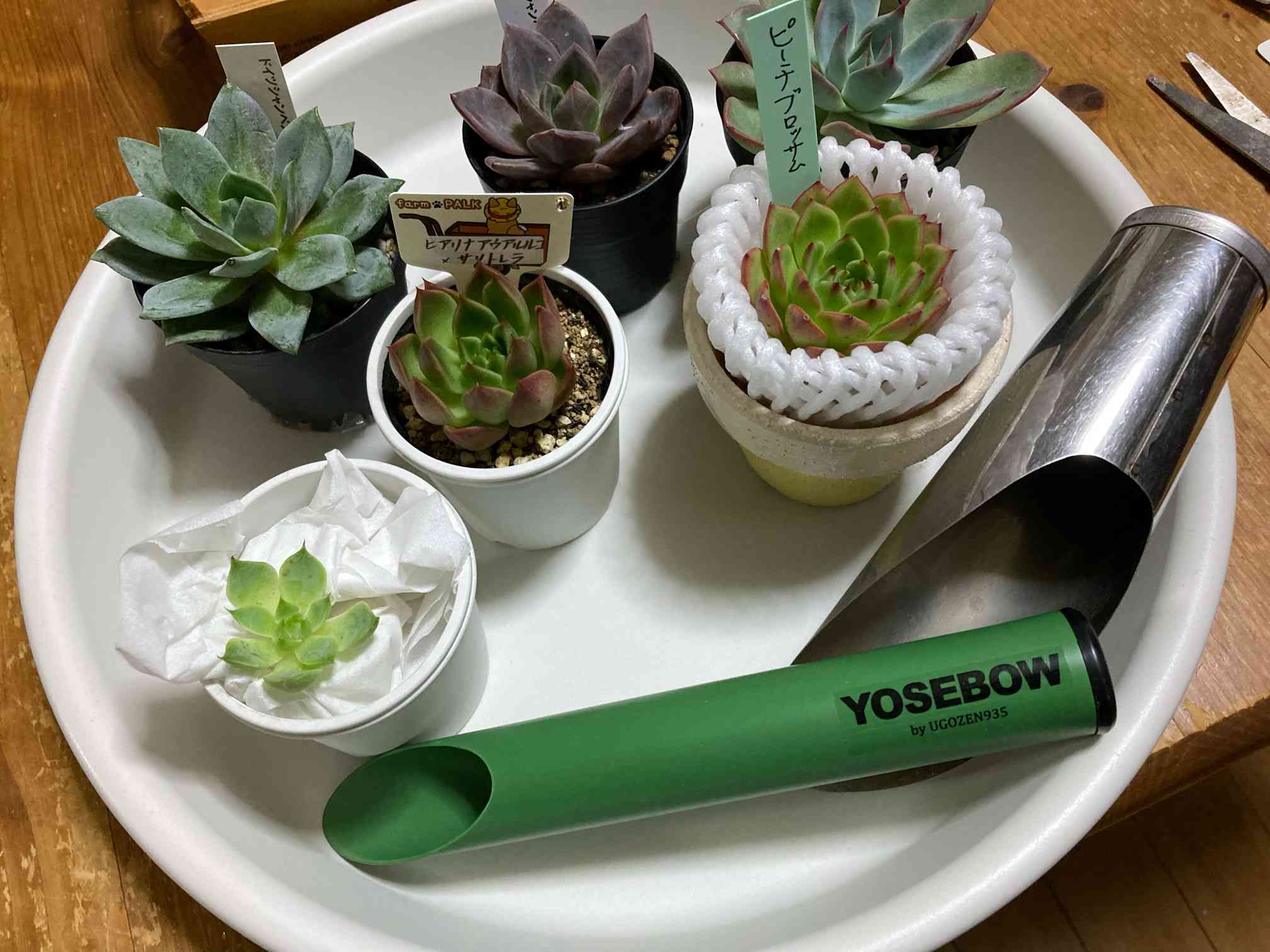 YOSEBOWの一覧｜🍀GreenSnap（グリーンスナップ）