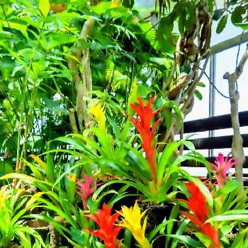 南米原産の一覧 Greensnap グリーンスナップ