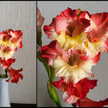 グラジオラスの花の画像 by igaさん | 玄関とグラジオラス❤とグラジオラスの花とグラジオラス♡とおうち園芸