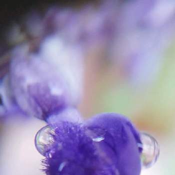 mimozaの雨粒シリーズの画像 by mimozaさん | 小さな庭とサルビアとブルーサルビアと雨粒シリーズ☆とmimozaの雨粒シリーズとチームブルーNo.117と雨粒と青い花と雫マニアと青い花マニアとチーム・ブルーと今日のお花