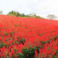 サルビア,鮮やか ,SUMMER,花のある暮らし,綺麗の画像
