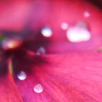 mimozaの雨粒シリーズの画像 by mimozaさん | 小さな庭とニチニチソウと雨粒と真っ赤な火曜日と雨粒シリーズ☆とmimozaの雨粒シリーズ