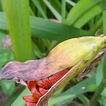 ショウブ,お出かけ先の画像