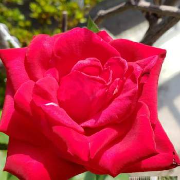 赤い薔薇♡の画像 by furutokoさん | エントランスと花のある暮らしと赤い薔薇♡とあっ火曜日と真っ赤な火曜日