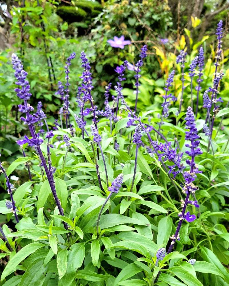 小さな庭の投稿画像 By ひいやんさん ブルーサルビア とおうち園芸とささやかな幸せと花いろいろと花のある暮らしと大好き ʾʾと北海道とブルーサルビア とおうち園芸とささやかな幸せと花いろいろと花のある暮らしと大好き ʾʾと北海道 22月9月13日