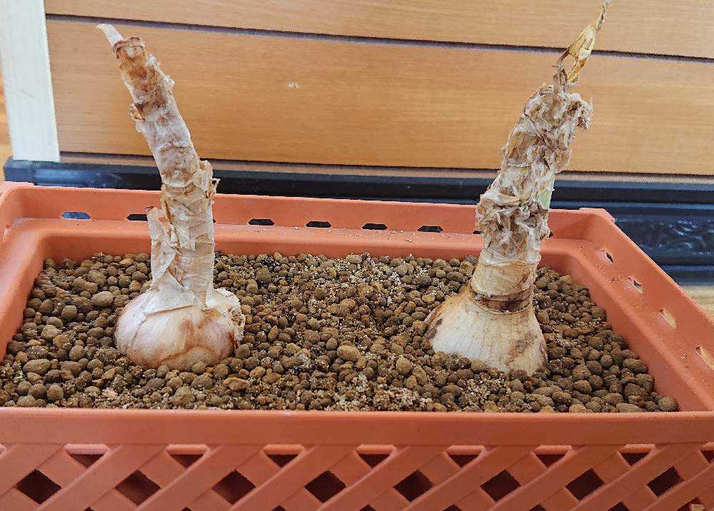 ネリネ(ダイヤモンドリリー)球根植え付け｜🍀GreenSnap（グリーン