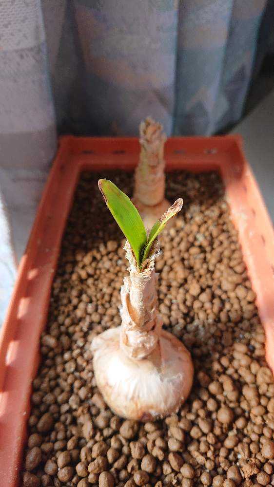 ネリネ(ダイヤモンドリリー)球根植え付け｜🍀GreenSnap（グリーン