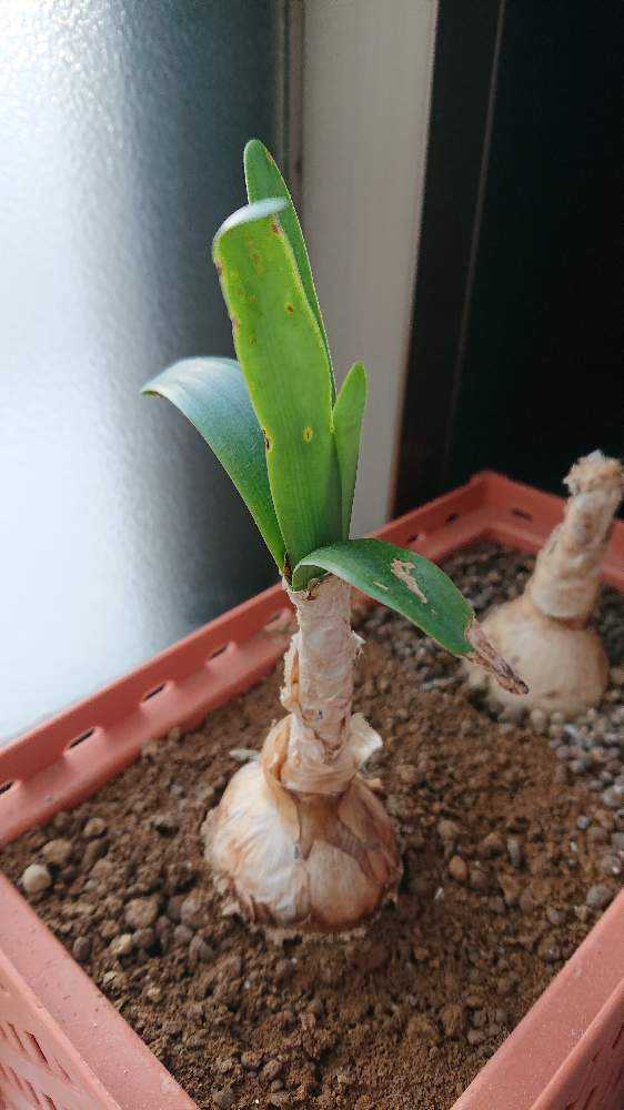 ネリネ ダイヤモンドリリー 球根 100球 苗 ネリネ ダイヤモンドリリー