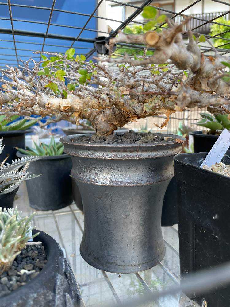 コミフォラ エイル 管理記録｜🍀GreenSnap（グリーンスナップ）