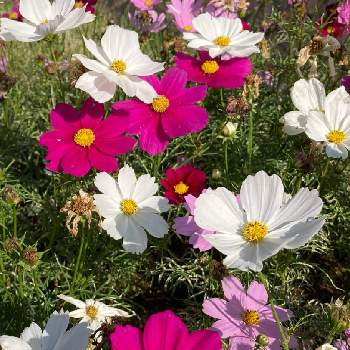 やさしい色の画像 by 典子さん | お出かけ先とかわいい♡と公園散歩♪とやさしい色と今日のお花と地植え