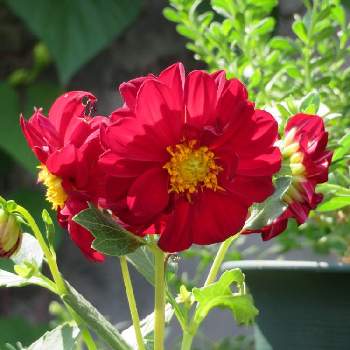 あっ水曜日の画像 by スーさん | 小さな庭とダリアとどんどん咲いてねとあっ水曜日と花を愛でると赤い花と平和を願うとチーム新潟