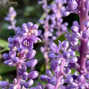 ヤブラン,常緑多年草,キジカクシ科,植栽,紫色の花の画像