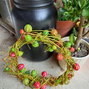 ゴーラム,オキナワスズメウリ,多肉植物,観葉植物,100均の画像