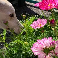コスモス,コスモス,キク科,今日のお花,犬の散歩の画像