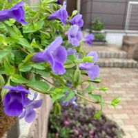アルテルナンテラ リトルロマンス,スーパートレニアカタリーナ ブルーリバー,寄せ植え花籠,セロシア（ケイトウ）アジアンガーデン,花のある暮らしの画像