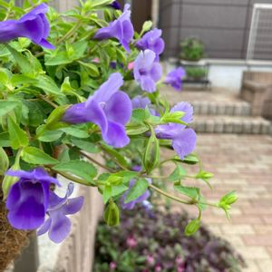 アルテルナンテラ リトルロマンス,スーパートレニアカタリーナ ブルーリバー,寄せ植え花籠,セロシア（ケイトウ）アジアンガーデン,花のある暮らしの画像