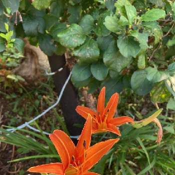 ワスレグサの画像 by まるこ❤️さん | お出かけ先とワスレグサと散歩と雑草とオレンジ色の花