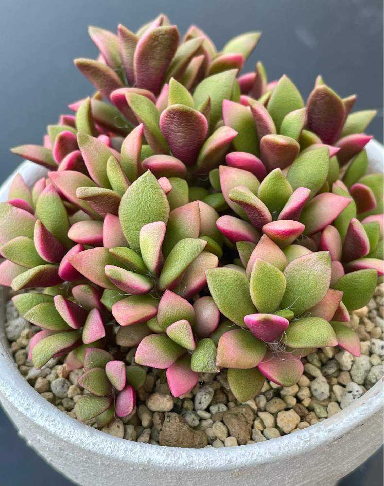 桜吹雪の成長記録🌸(落ちこぼれの万年初心者🔰)｜🍀GreenSnap
