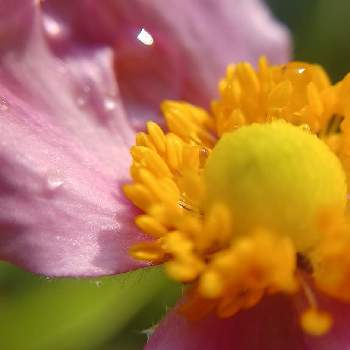 mimozaの雨粒シリーズの画像 by mimozaさん | 小さな庭とシュウメイギクと雨粒と木曜モフモフと雨粒シリーズ☆とmimozaの雨粒シリーズ