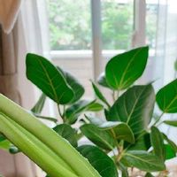 モンステラ,フィカス ベンガレンシス,観葉植物,剪定,窓辺の植物の画像