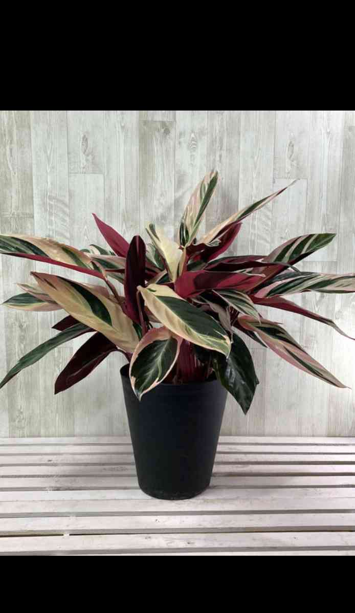 【美苗】激レア　ストロマンテ　トリオスター　斑入り　ゴマ斑　　抜き苗 美苗】激レア ストロマンテ トリオスター 斑入り ゴマ斑 抜き苗 美苗