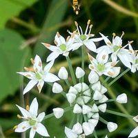 ニラ,ホソヒラタアブ,花壇,ガーデニング,山野草の画像