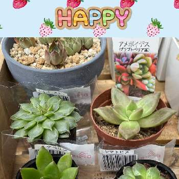 ギルバの投稿画像一覧 Greensnap グリーンスナップ