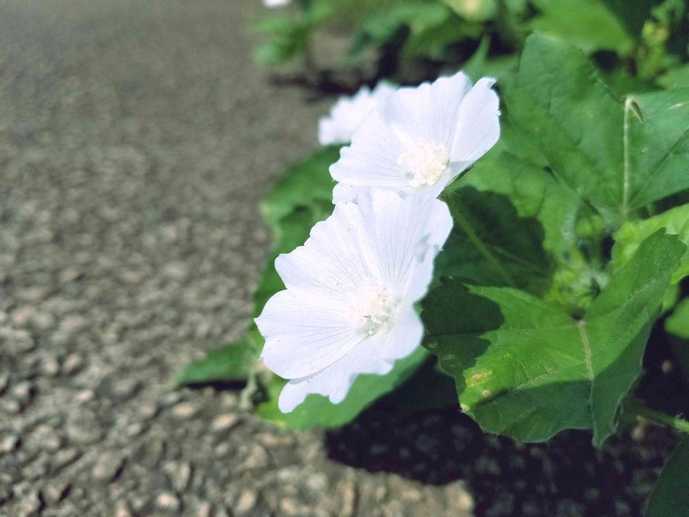 エリィさんの港の見える丘公園への投稿