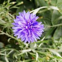 ヤグルマギク,ヤグルマギク*,青い花,かわいい,青い花マニアの画像