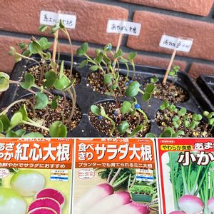 花のある暮らし,冬野菜,おやさい,サカタのタネ,種活の画像