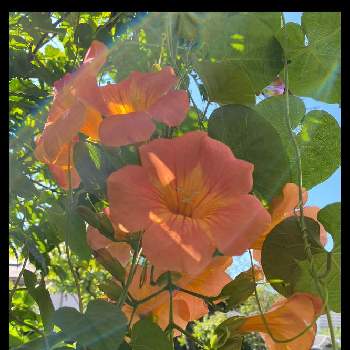 ノウゼンカヅラ,オレンジ色の花,ウッドデッキ,元気をもらって,花を楽しんでの画像