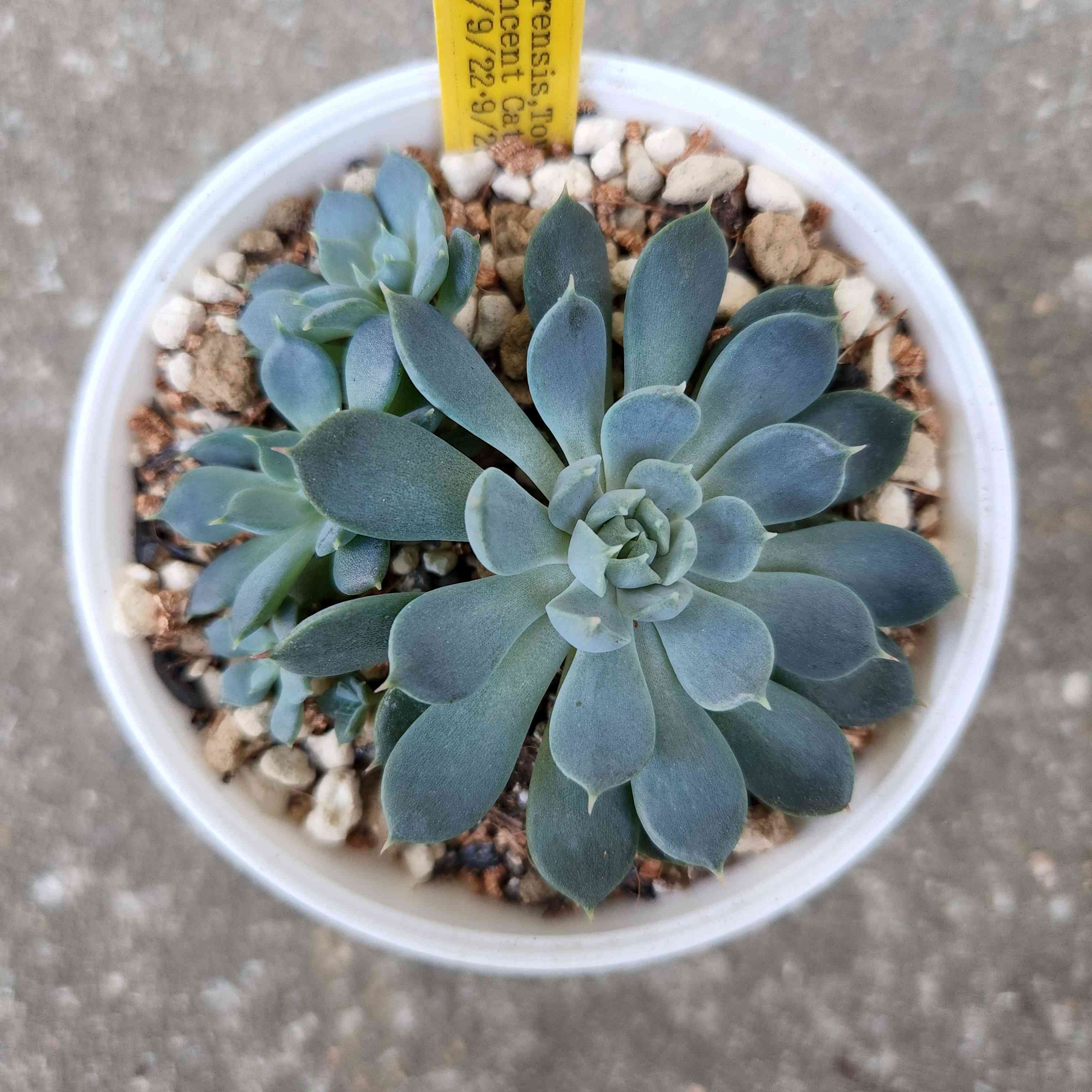 トバレンシス×ビンセントカトーの一覧｜🍀GreenSnap（グリーンスナップ）