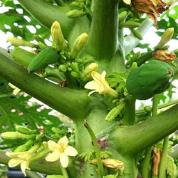 パパイヤの花の一覧 Greensnap グリーンスナップ