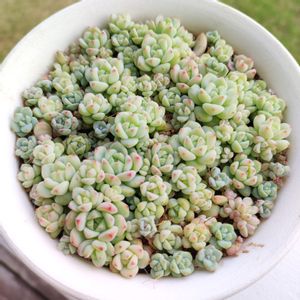 ペレスデラロサエ,多肉植物,多肉大好き,多肉ちゃん,成長記録の画像