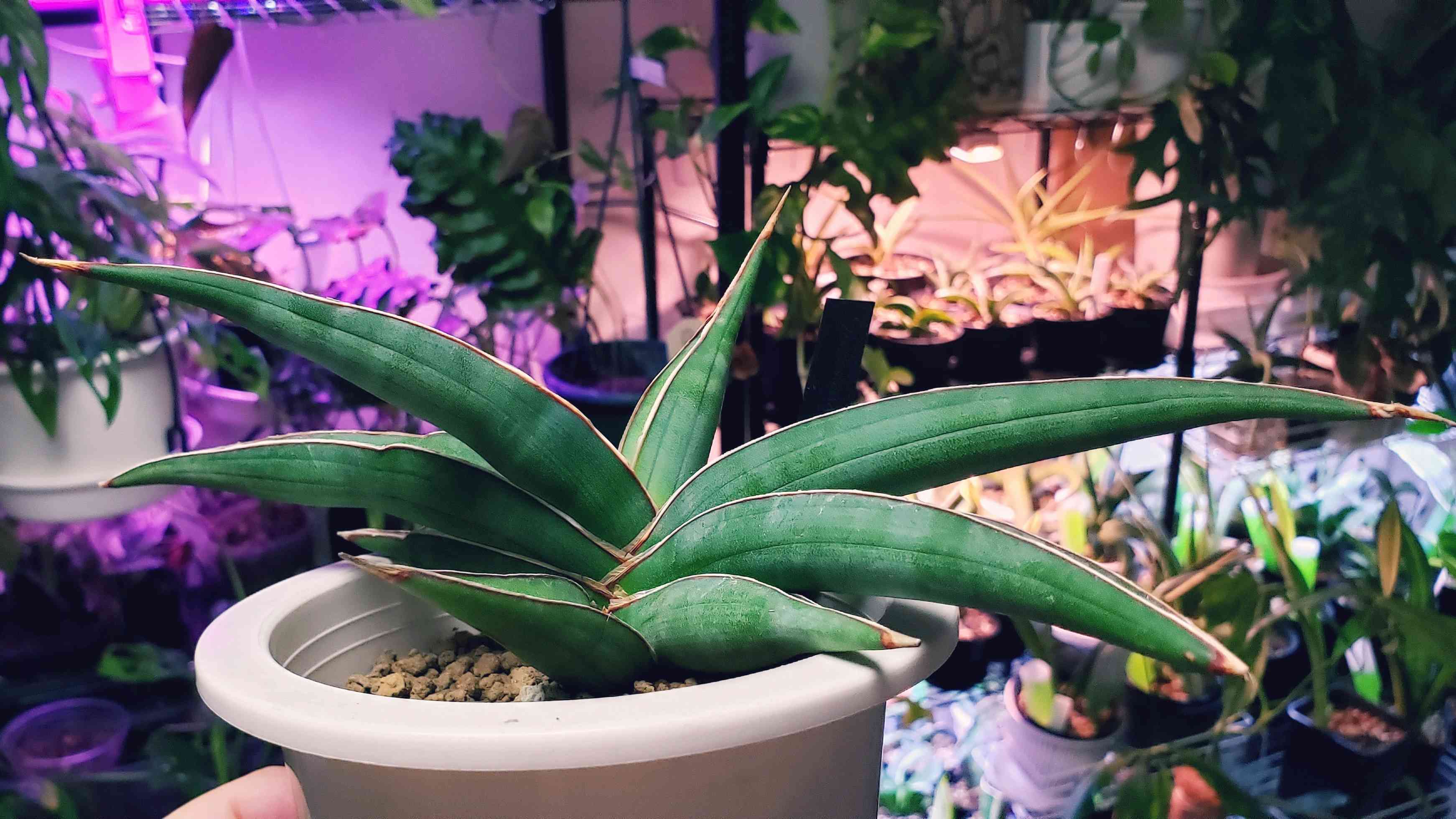 Sansvieria Rocky 子株 - メルカリ