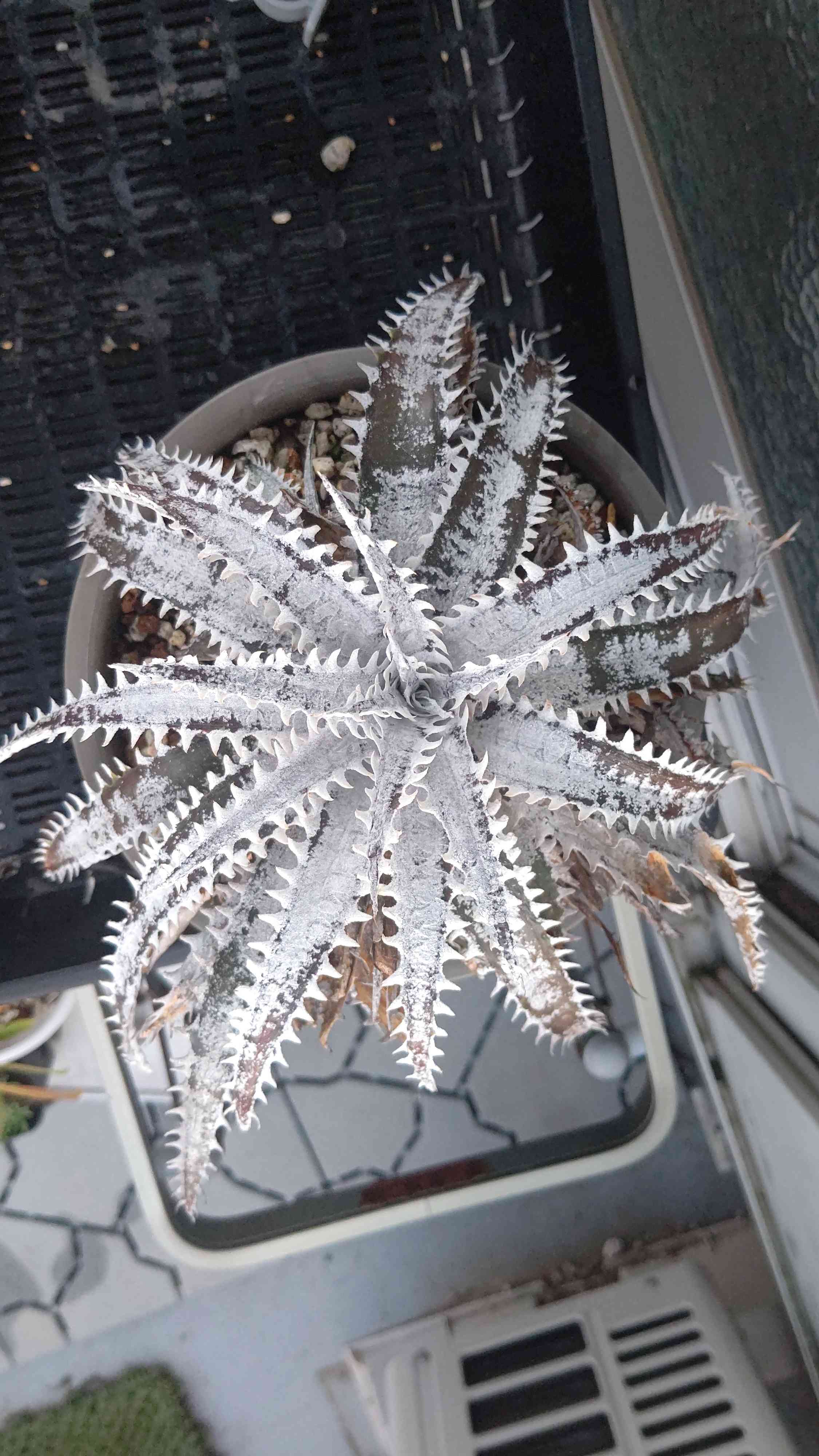 ディッキア グランマルニエ ホワイトフォリッジの一覧｜🍀GreenSnap