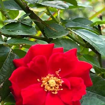 赤い薔薇♡の画像 by morinokoさん | 薔薇♡とすてき…♡と咲いてくれてありがとうとおうち園芸と赤い薔薇♡と薔薇イングリットウェイブル