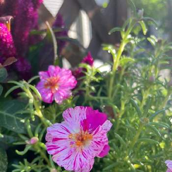 お花と暮らすの画像 by ろこたろさん | 小さな庭と今朝の庭からとお花と暮らすと見切り品からの…
