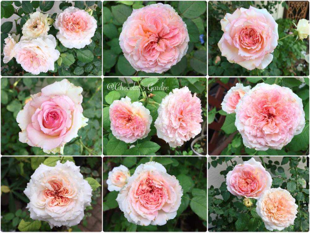 キスオンザグリーン ローズ 薔薇 花 フラワー golf エレガント セレブ 2 キスオンザグリーン ローズ 薔薇 花 フラワー golf エレガント セレブ