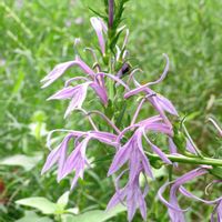 サワギキョウ,青い花,キキョウ科,ミゾカクシ属,湿原の植物の画像