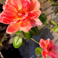 バラ,Flammenrose,フランメ ローズ,鉢植え,強健の画像