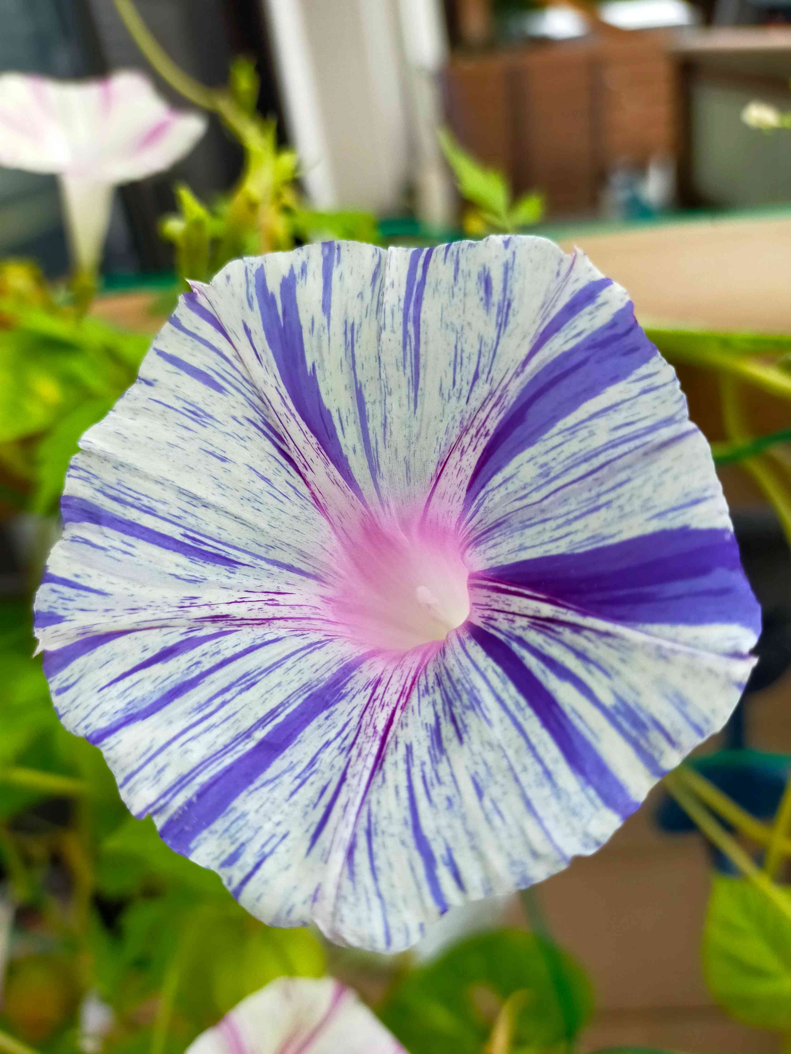 朝顔とフウセンカズラの成長記録｜🍀GreenSnap（グリーンスナップ）