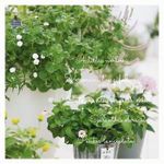 アキレア ノブレッサの一覧 Greensnap グリーンスナップ