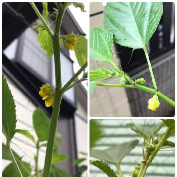 モロヘイヤの投稿画像一覧 Greensnap グリーンスナップ