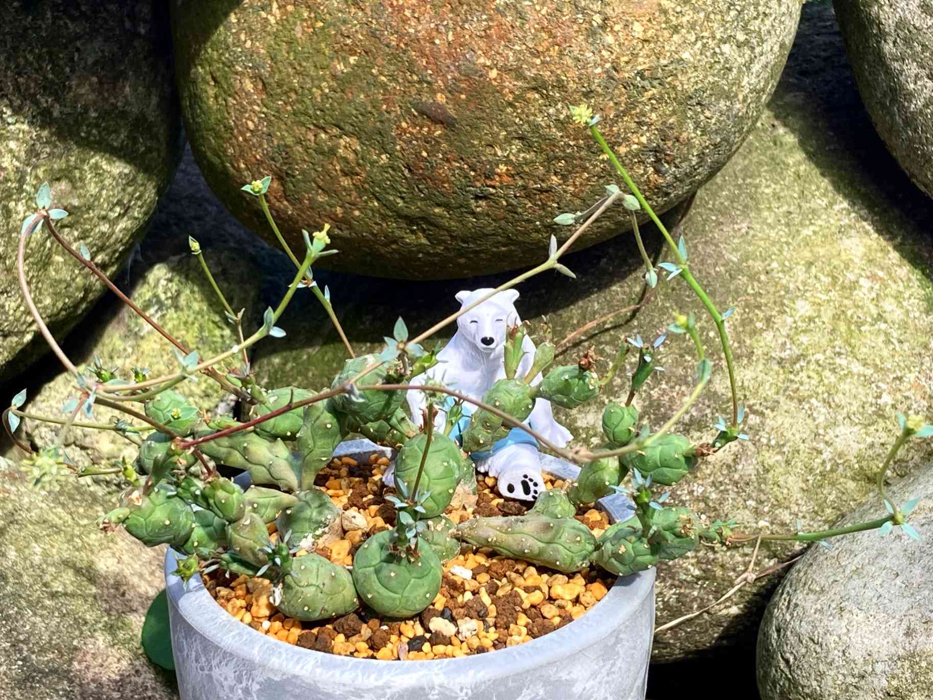 ユーフォルビア　グロエネワルディ　実生 isla del pescado - Euphorbia groenewaldii-ユーフォルビア