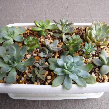 エケベリア マッコス 多肉植物 Www Icstore Com Br