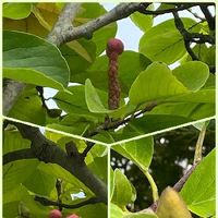 白木蓮 ハクモクレン の育て方 植え付けや剪定の時期や方法は Greensnap グリーンスナップ
